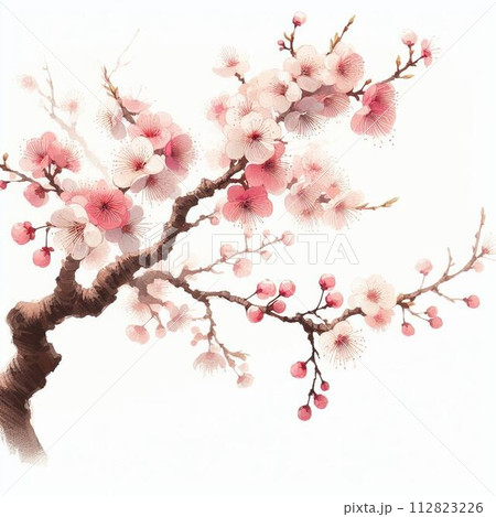 淡いタッチの梅のイラスト 112823226