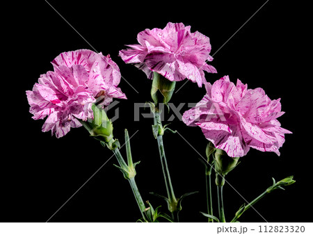 Pink carnations flowers on a black background 112823320