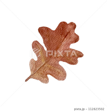 Oak leaf watercolor illustration isolated on white 112823502