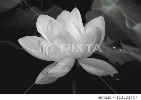 暗黒に浮かぶ白い蓮の花 112823757