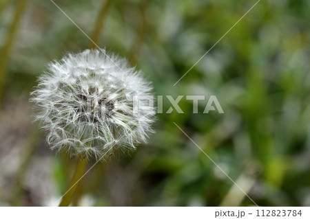 白花タンポポの花 わたげ 112823784