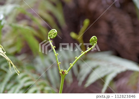 ウラジロの新芽 ウラジロの新芽 112823846
