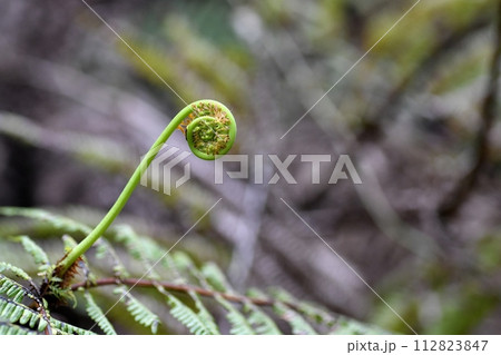 ウラジロの新芽 112823847