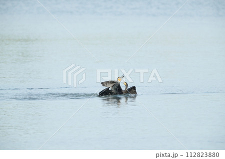 カワウの狩り 112823880