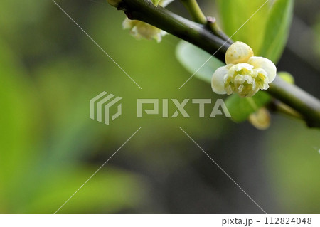 アオモジの花 112824048