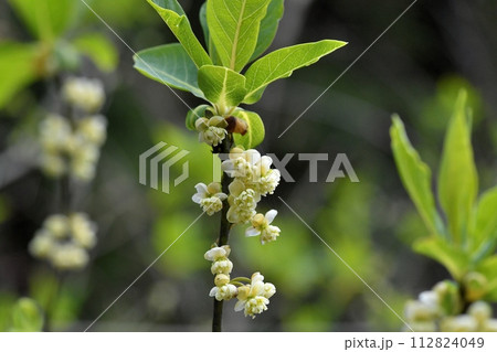 アオモジの花 112824049