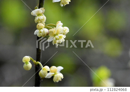 アオモジの花 112824068