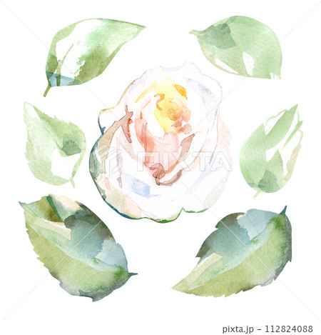 Watercolor floral illustration set of white rose with green leaves in collection garden flowers. Isolated on white background. Wedding floral design for bouquets, birthday, postcard, greeting, card 112824088