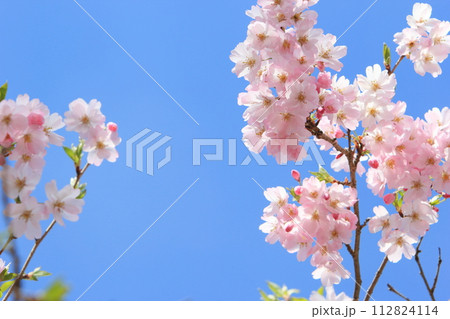 青空に映える満開の思川桜のクローズアップ 【青空背景】 112824114