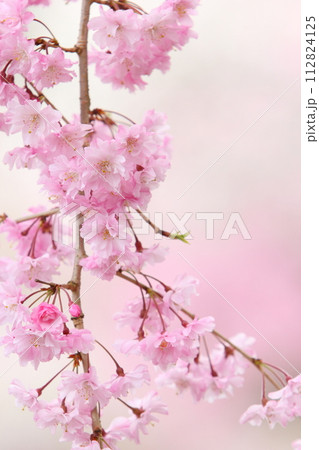 満開の八重紅枝垂れ桜のクローズアップ 満開の八重紅枝垂れ桜のクローズアップ 112824125