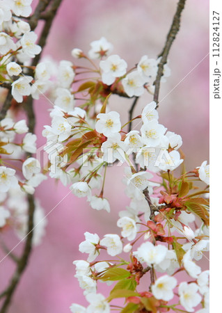 清楚な山桜のクローズアップ 112824127