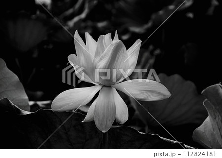 暗黒に浮かぶ白い蓮の花 112824181