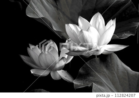 暗黒に浮かぶ白い蓮の花 112824207