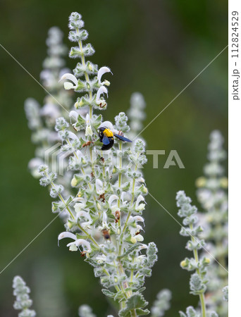 large bumblebee on the white flowers of the plant 112824529