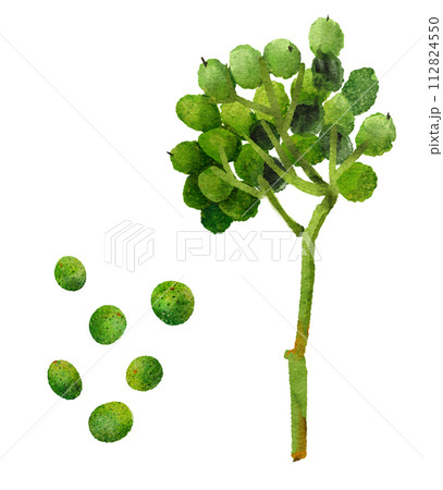 山椒の実　水彩画イラスト 112824550