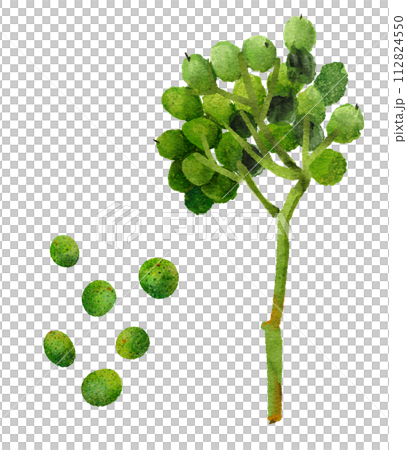 Japanese pepper fruit watercolor illustration 112824550