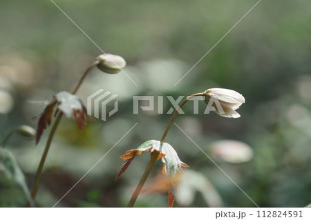 ゆきわりいちげの花二輪 ゆきわりいちげの花二輪 112824591