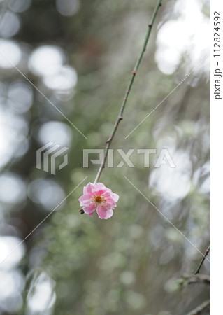 ピンクの梅の花一輪 112824592
