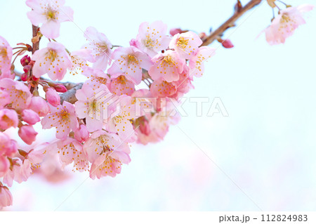 濃いピンクの早咲き桜　ハルメキ 112824983