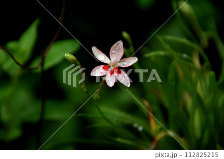 雨に濡れたヒメヒオウギの花一輪 雨に濡れたヒメヒオウギの花一輪 112825215