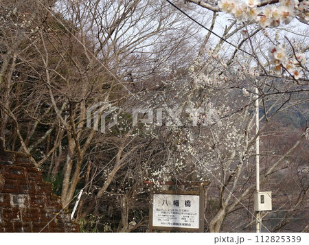 梅の名所　奈良の月ヶ瀬 112825339