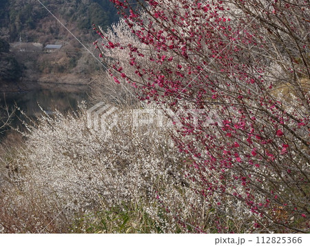 梅の名所　奈良の月ヶ瀬 112825366
