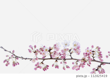 桜の一枝　和食の添え紙 112825419