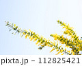 青空に映えるミモザの花 112825421