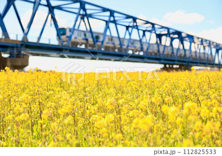 鉄橋を渡る列車と菜の花 鉄橋を渡る列車と菜の花 112825533