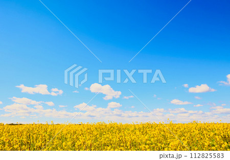 青空と黄色い花　　茨城県 112825583