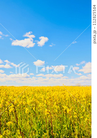 青空と黄色い花 茨城県 青空と黄色い花 茨城県 112825584