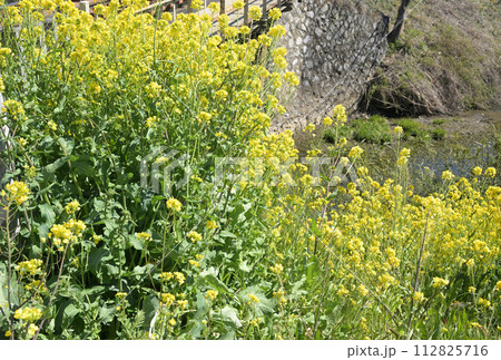 菜の花が咲く水辺:埼玉県久喜市 青毛堀川 菜の花が咲く水辺:埼玉県久喜市 青毛堀川 112825716