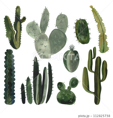 Set of cacti. Plants for the home. Floriculture. Desert flora. Isolated watercolor illustration on white background. Clipart. 112825738