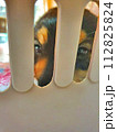 動物 動物学 ペット 112825824