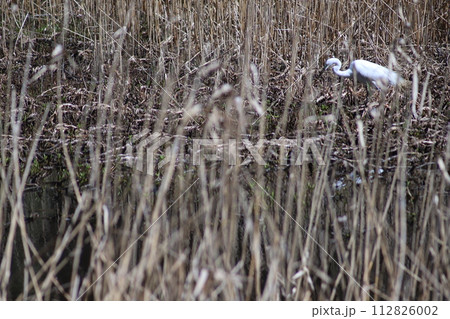 獲物を狙うコサギ 112826002