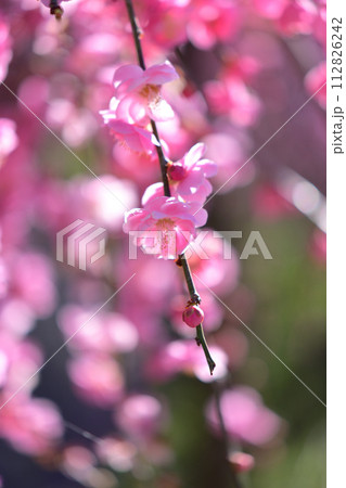梅の花 梅の花 112826242