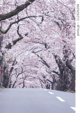 満開の桜のトンネルを抜けるような道路 満開の桜のトンネルを抜けるような道路 112826266
