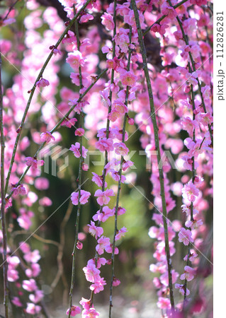 梅の花 112826281