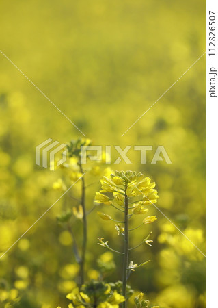 満開前の菜の花畑 満開前の菜の花畑 112826507