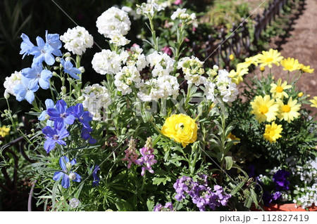 春の花の寄せ植え＆寄せ鉢 112827419