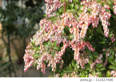 春の訪れを感じるアセビの花 春の訪れを感じるアセビの花 112827486