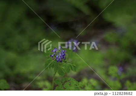 朝露に濡れた黄金花 （コバネバナ） 112828682