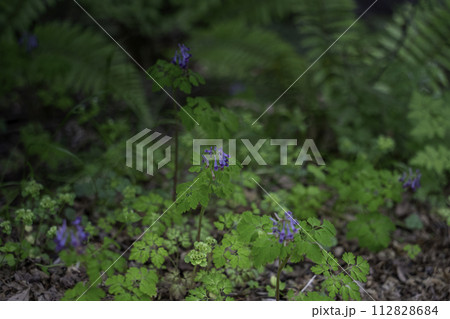 神秘的な黄金花 （コバネバナ） 112828684