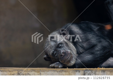 寝るチンパンジー 寝るチンパンジー 112828735