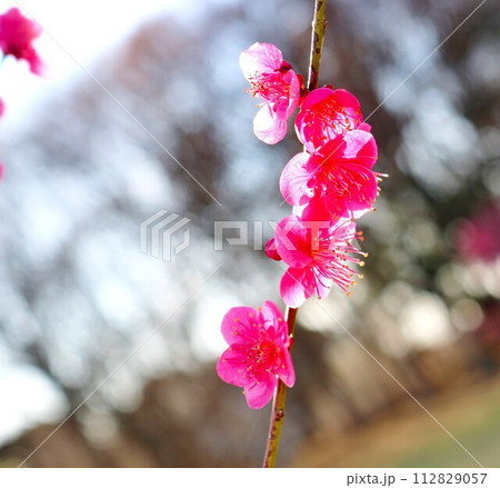 春の紅梅 風景 春の紅梅 風景 112829057