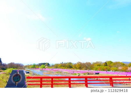 芝桜 シバザクラ しばざくら 立谷川 桜 山形市 芝桜 シバザクラ しばざくら 立谷川 桜 山形市 112829418