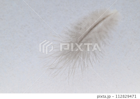 柔らかな羽毛（野鳥の羽根） 112829471