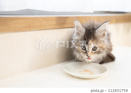 お皿に入れたおやつを舐めるメインクーンの仔猫 お皿に入れたおやつを舐めるメインクーンの仔猫 112831759