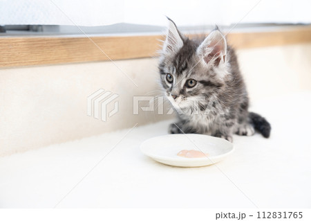 お皿に入れたおやつを舐めるメインクーンの仔猫 お皿に入れたおやつを舐めるメインクーンの仔猫 112831765