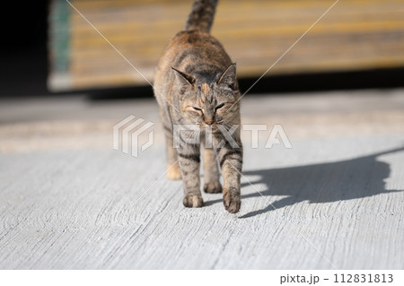 歩く猫 キジトラ猫 歩く猫 キジトラ猫 112831813